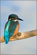 türkisblau... Eisvogel *Alcedo atthis* im Porträt