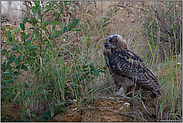 junger Uhu... Europäischer Uhu *Bubo bubo*, flügger Jungvogel