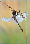 taubenetzt... Gemeine Heidelibelle *Sympetrum vulgatum* in Schlafposition