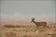 unterwegs in den Einstand... Rehbock *Capreolus capreolus*