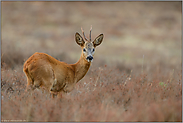 Herbstfarben... Rehbock *Capreolus capreolus*