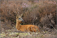 ruhend, aber dennoch wachsam... Rehbock *Capreolus capreolus* über Tag