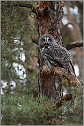 rufend... Bartkauz *Strix nebulosa* sitzt gut getarnt im Baum