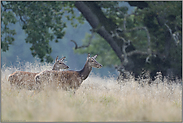 im Regen... Rotwild *Cervus elaphus*, Kahlwild