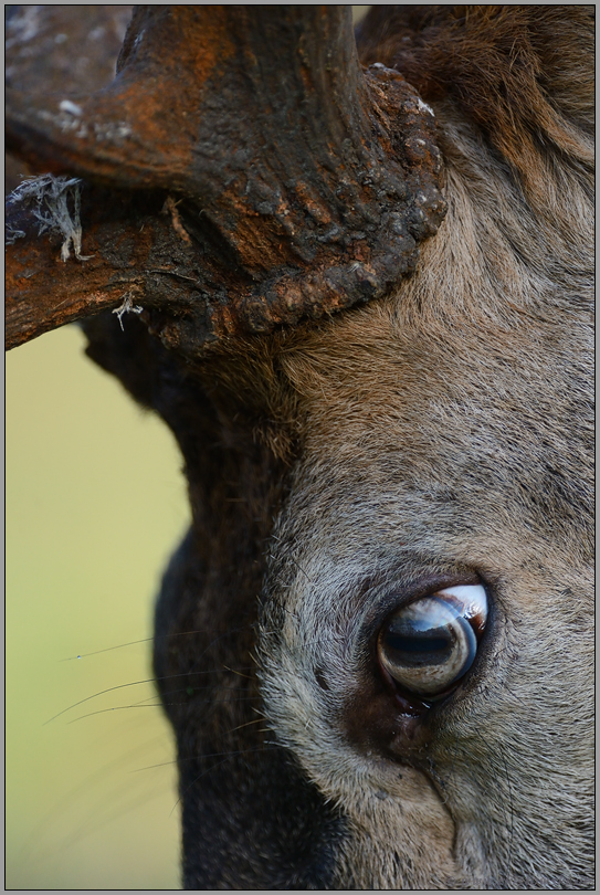 das Auge eines Rothirsches... Rothirsch *Cervus elaphus*