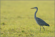 weiches Gegenlicht... Graureiher *Ardea cinerea* auf einer Wiese