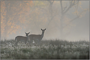 Kahlwild vor herbstlicher Kulisse... Damwild *Dama dama*