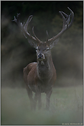 verborgen... Rothirsch *Cervus elaphus* frontal