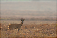 rotbraun... Rehbock *Capreolus capreolus * an einem Nebelmorgen in trockener Heide