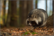 im Wald unterwegs... Marderhund *Nyctereutes procyonoides* bei der Nahrungssuche