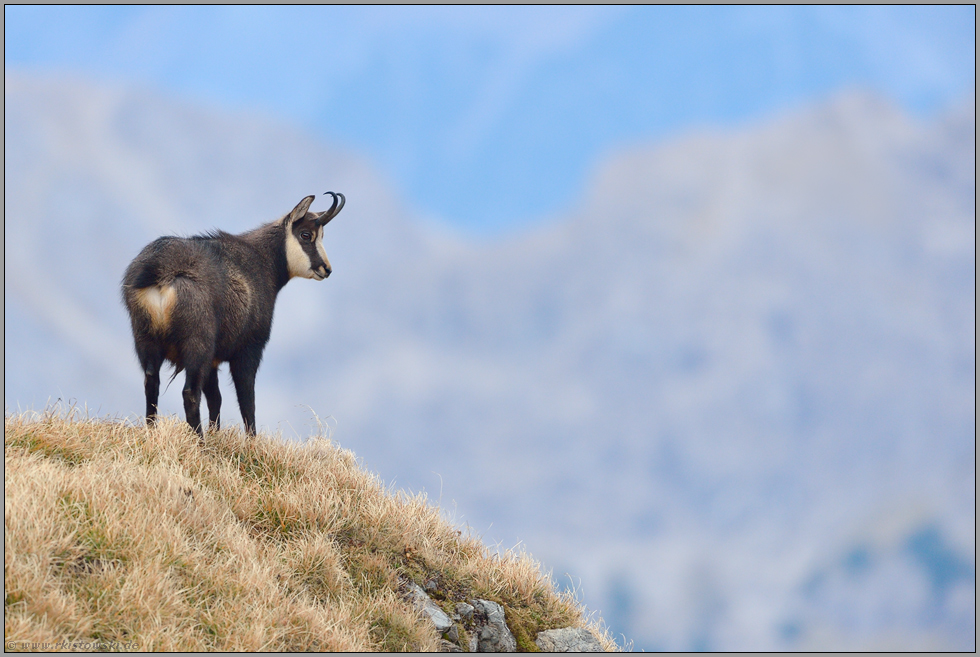 feinstes Licht und klare Luft... Gämse *Rupicapra rupicapra* in den Bergen