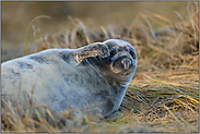 Warten auf den Fellwechsel... Kegelrobbe *Halichoerus grypus*, älteres Jungtier in den Dünen