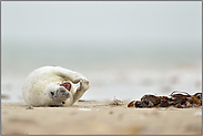 Merkel-Raute... Kegelrobbe *Halichoerus grypus* rollt sich vor Vergnügen am Strand