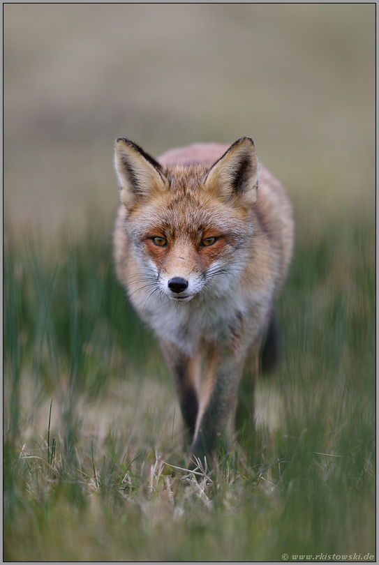 listiger Blick... Rotfuchs *Vulpes vulpes* auf der Pirsch