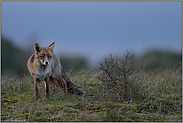 in der Dämmerung... Rotfuchs *Vulpes vulpes* zur blauen Stunde