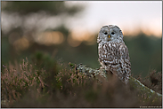 stark gefährdet... Habichtskauz *Strix uralensis* am frühen Morgen