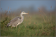 auf Nahrungssuche... Graureiher *Ardea cinerea* im Abendlicht