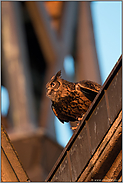 auf dem Absprung... Europäischer Uhu *Bubo bubo* macht sich auf dem Dach einer Kirche abflugbereit