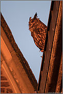 spätes Licht... Europäischer Uhu *Bubo bubo* sitzt im letzten Sonnenlicht auf einem Dachfirst