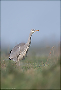 typisch... Graureiher *Ardea cinerea* in einer Wiese aus der Mäuseperspektive