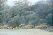 Winterzauber... Rotfuchs *Vulpes vulpes* auf weite Distanz