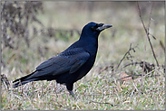 in typischer Umgebung... Saatkrähe *Corvus frugilegus* am Boden sitzend