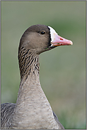 Kopfportrait... Blässgans *Anser albifrons*, detailreiche Nahaufnahme