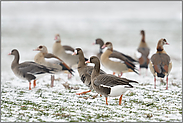 gemischter Trupp... Blässgans *Anser albifrons*, Blässgänse vergesellschaftet  mit Nilgänsen