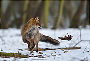 verspielt... Rotfuchs *Vulpes vulpes* spielt mit den Überresten einer Waldschnepfe