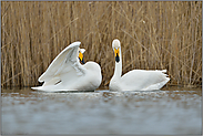 Paarbindung... Singschwan *Cygnus cygnus *, Singschwäne bei der Balz