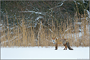 Fuchsblick... Rotfuchs *Vulpes vulpes* auf der Eisfläche Rande eines Sees, auf Distanz