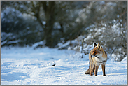 Traumwetter... Rotfuchs *Vulpes vulpes* im Winter