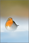 am Boden... Rotkehlchen *Erithacus rubecula* im Schnee