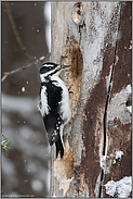 viel Arbeit... Haarspecht *Picoides villosus* am Baumstamm im Winter bei Schneefall, Nordamerika