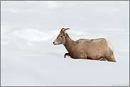 bis zum Bauch im Schnee... Dickhornschaf *Ovis canadensis* im tiefen Winter