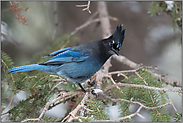 mit aufgestellter Federhaube... Diademhäher *Cyanocitta stelleri*, Yellowstone Nationalpark, USA