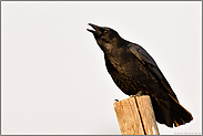 kraah, kraah...  Rabenkrähe *Corvus corone*, auch Aaskrähe genannt