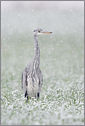 Schneeflöckchen, Weißröckchen... Graureiher *Ardea cinerea* oder leise rieselt der Schnee