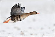 auf breiten, kräftigen Schwingen...  Blässgans *Anser albifrons* im Flug flach über schneebedecktem Boden