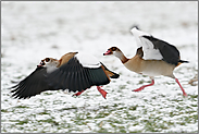 Abflug mit Getöse... Nilgans *Alopochen aegyptiacus*, vermutlich ein Paar