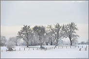 alte Bäume... Bislicher Insel *Nordrhein-Westfalen* im Winter