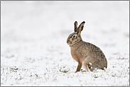 im Schnee... Feldhase *Lepus europaeus* am Niederrhein