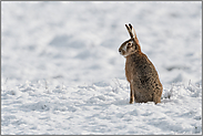 aufrecht sitzend... Feldhase *Lepus europaeus* im Schnee