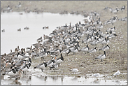 im Schneeschauer, arktische Wildgänse... Nonnengans *Branta leucopsis* bei der Rast, Bislicher Insel, Nordrhein-Westfalen