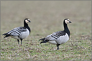 aufmerksam und scheu... Nonnengans *Branta leucopsis* auf einem Feld am Niederrhein