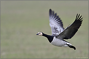 im Flug... Nonnengans *Branta leucopsis* in ihrem Überwinterungsquartier am Niederrhein