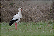 Überwinterer... Weißstorch *Ciconia ciconia* am Niederrhein, Nordrhein-Westfalen