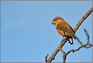 frei sitzend im Baum... Kiefernkreuzschnabel *Loxia pytyopsittacus*, Männchen gegen den blauen Himmel fotografiert