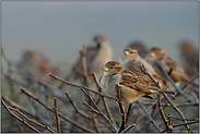 gesellig... Haussperling *Passer domesticus* im Trupp versammelt auf einer Hecke