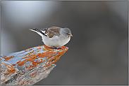 auf dem Absprung... Schneesperling *Montifringilla nivalis*, auch Schneefink genannt